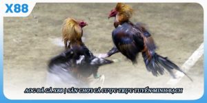 AOG Đá gà X88 - Sân chơi cá cược trực tuyến minh bạch