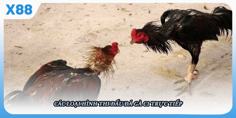 Các loại hình thi đấu đá gà C1 trực tiếp 