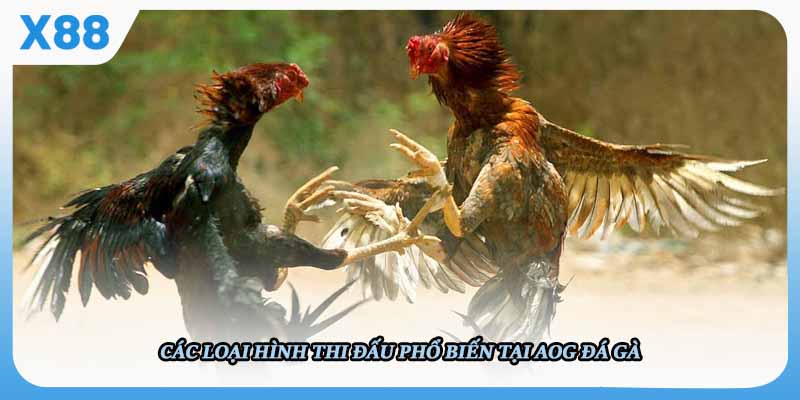Các loại hình thi đấu phổ biến tại AOG Đá gà