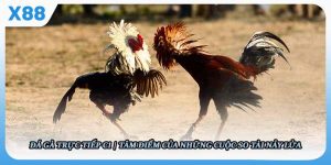 Đá gà trực tiếp C1 - Tâm Điểm Của Những Cuộc So Tài Nảy Lửa