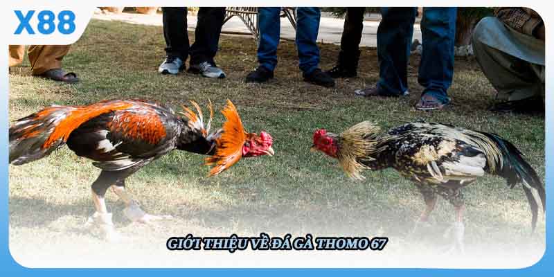 Giới thiệu về đá gà Thomo 67
