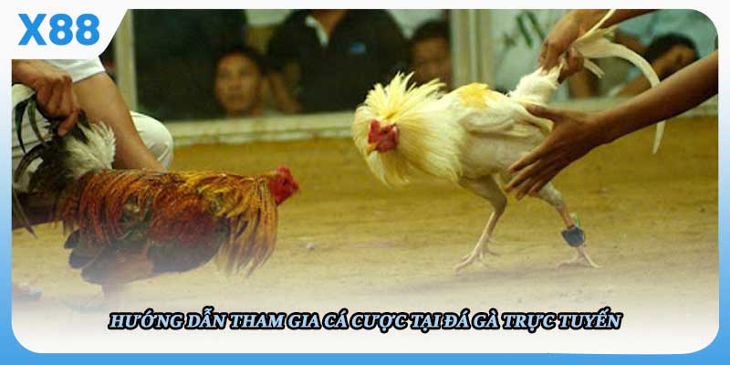 Hướng dẫn tham gia cá cược tại Đá gà trực tuyến