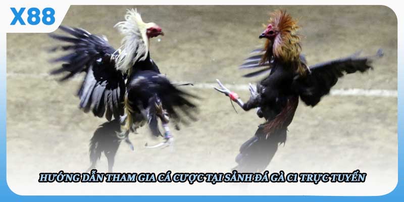 Hướng dẫn tham gia cá cược tại sảnh Đá gà C1 trực tuyến 