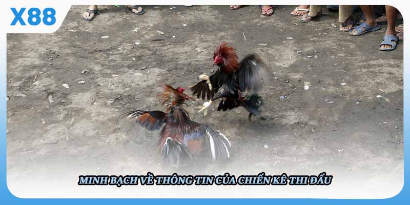 Minh bạch về thông tin của chiến kê thi đấu