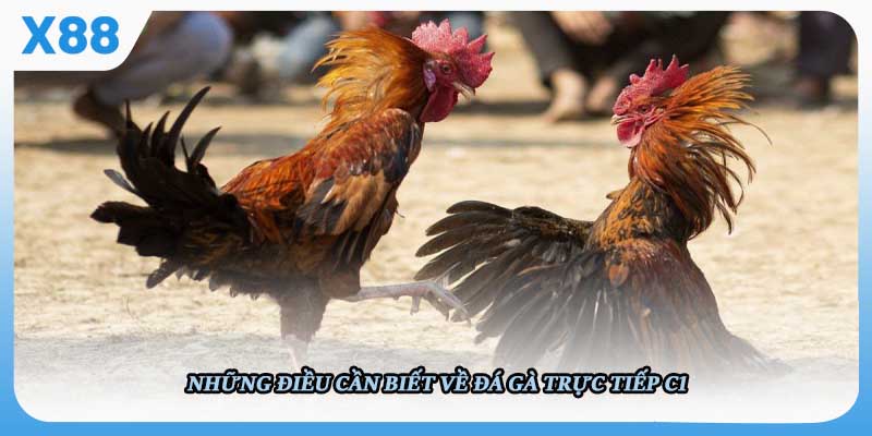 Những điều cần biết về đá gà trực tiếp C1