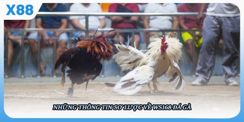 Những thông tin sơ lược về Ws168 Đá gà