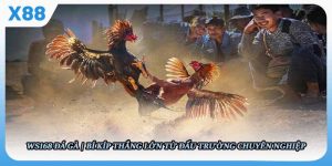 Ws168 Đá Gà - Bí Kíp Thắng Lớn Từ Đấu Trường Chuyên Nghiệp